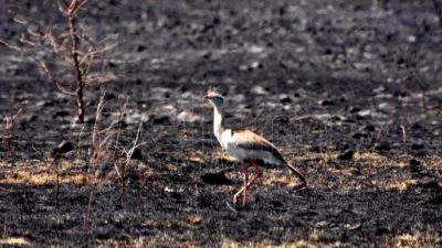 La desolación y la pelea de los bomberos sobre las 60 mil hectáreas que el fuego arrasó en Córdoba