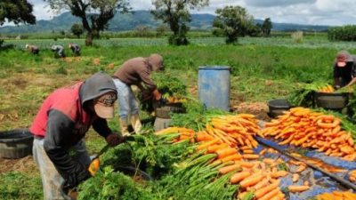 La agricultura familiar crece en la norpatagonia