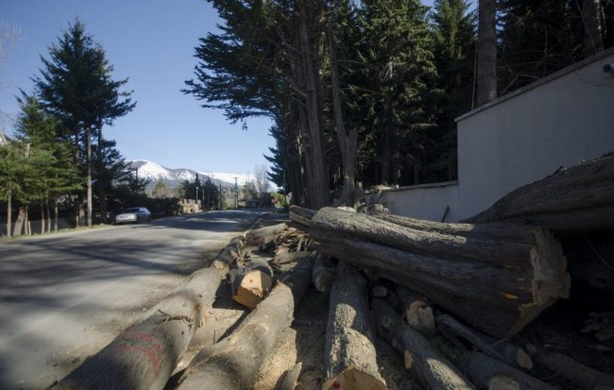 La tala de árboles se multiplica en el oeste de Bariloche