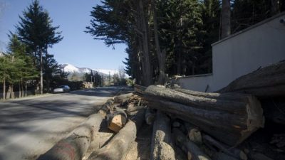 La tala de árboles se multiplica en el oeste de Bariloche