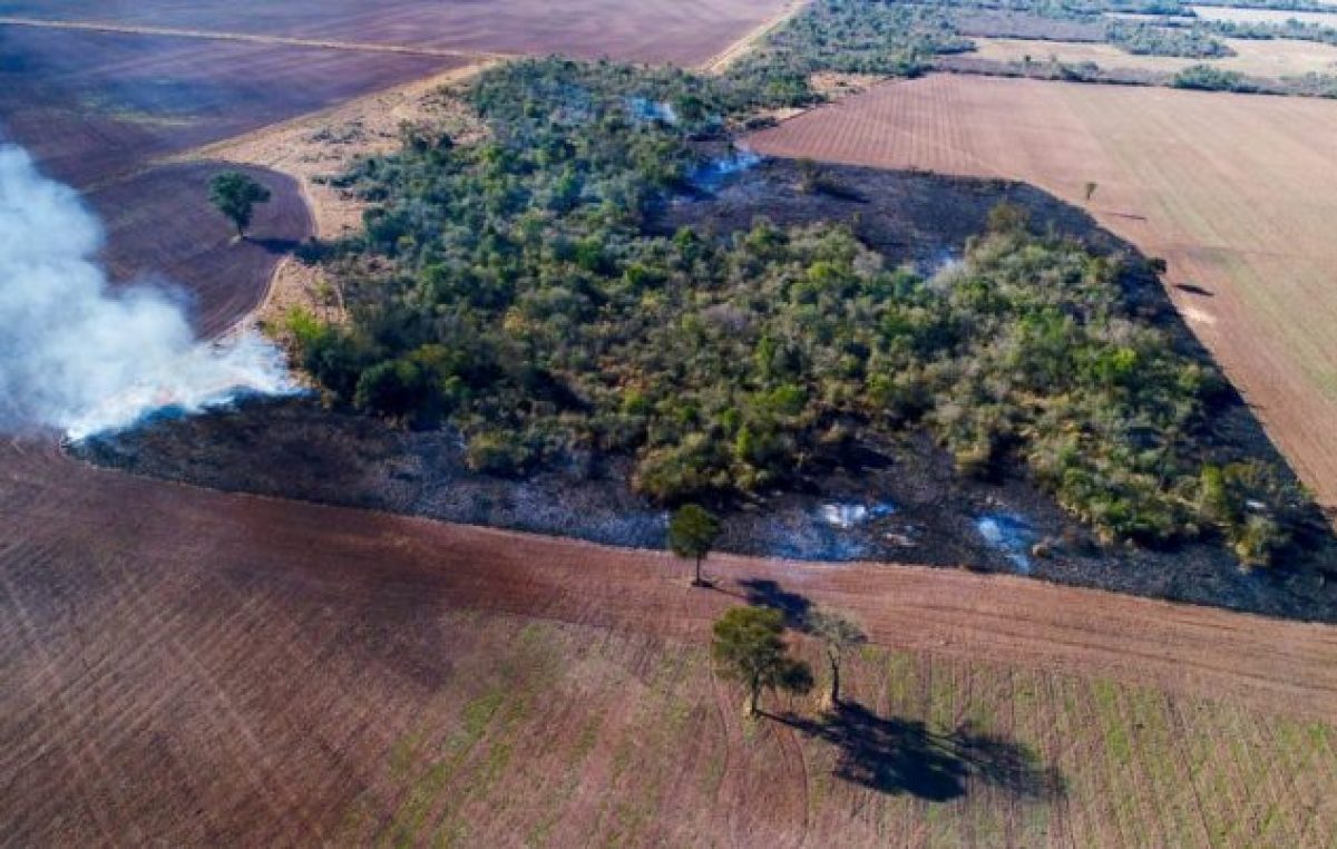 Deforestación en el Chaco Argentino: un estudio del CONICET advirtió sobre el impacto de la expansión agropecuaria