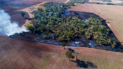 Deforestación en el Chaco Argentino: un estudio del CONICET advirtió sobre el impacto de la expansión agropecuaria