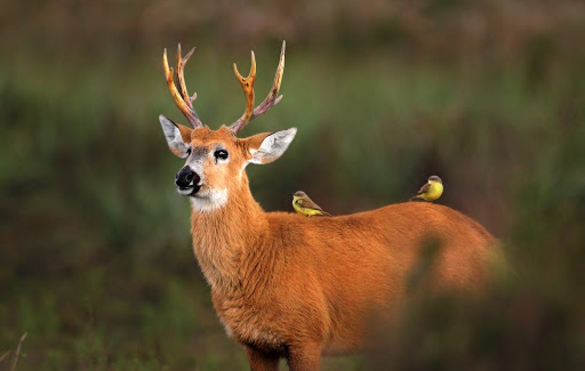 Cinco lugares en Argentina para ver fauna silvestre