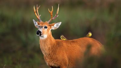 Cinco lugares en Argentina para ver fauna silvestre