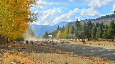 La trashumancia en Manzano Amargo, una forma de alejarse del coronavirus