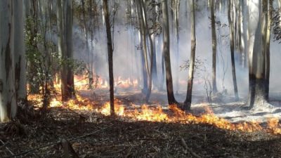 Corrientes: el fuego provocó «una pérdida masiva» de su fauna