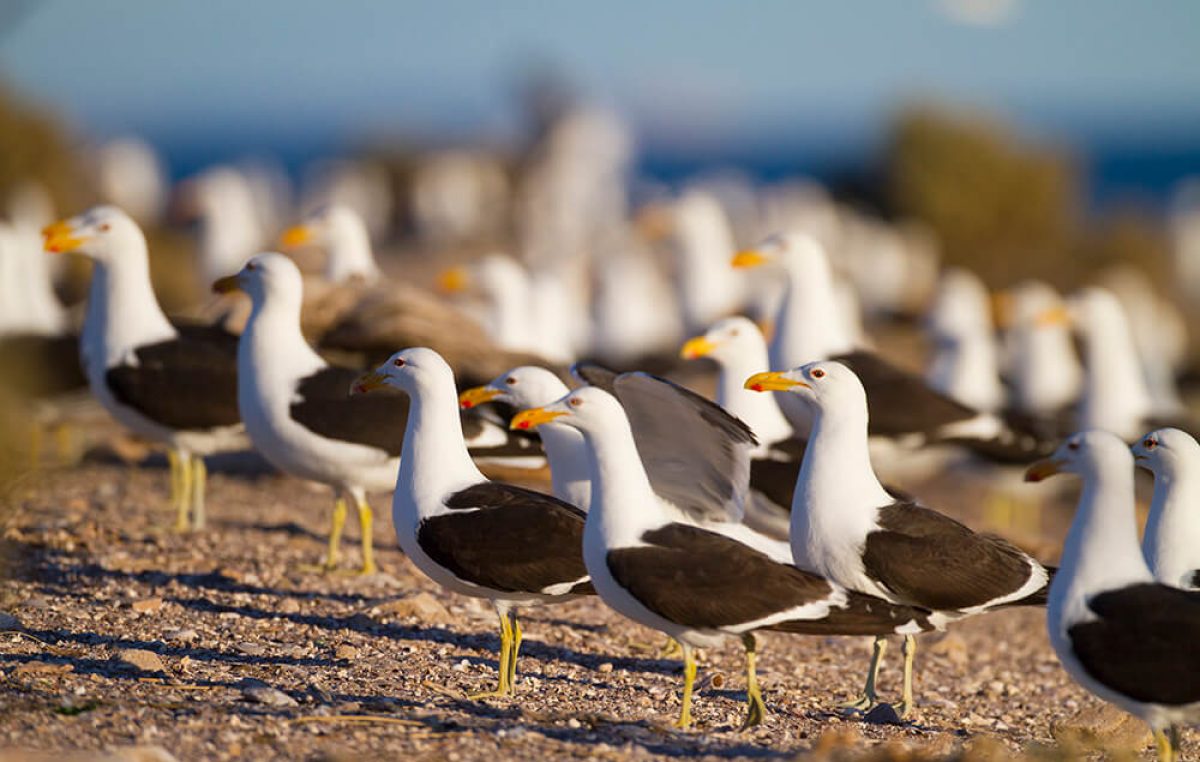 Islote Lobos: la asombrosa fauna de la joya oculta del golfo San Matías