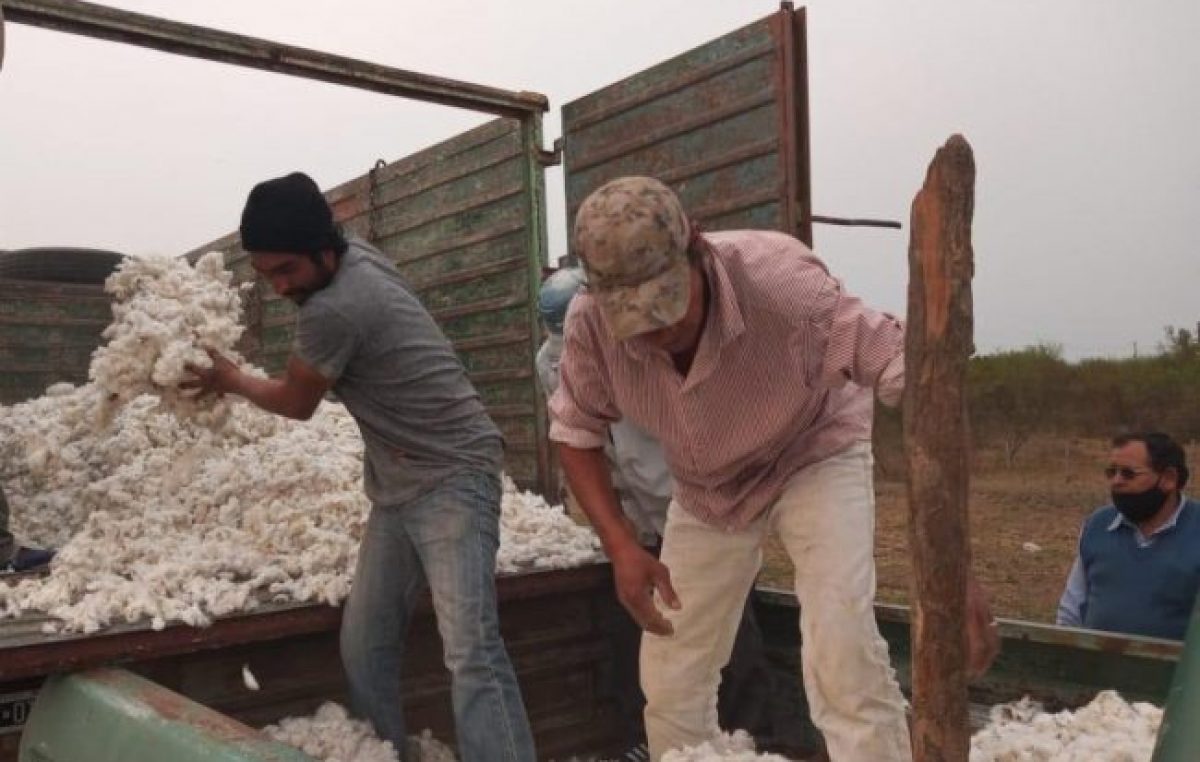 Chaco: comunidades qom producen algodón agroecológico 