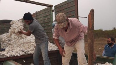 Chaco: comunidades qom producen algodón agroecológico 