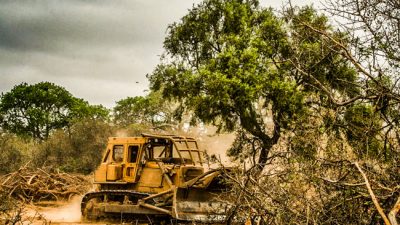 Greenpeace denuncia que durante la cuarentena se deforestaron casi 50.000 hectáreas