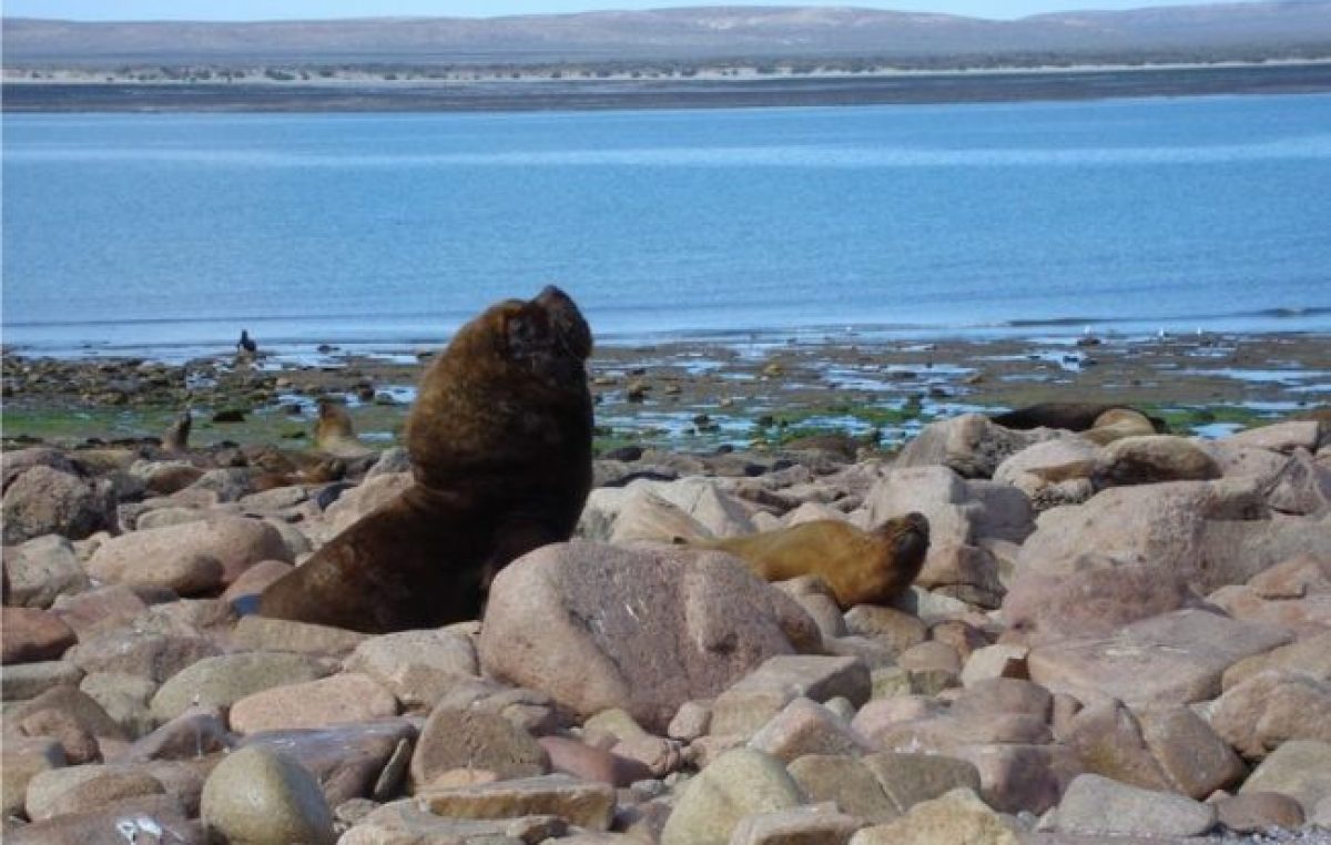 Río Negro: Cedieron tierras para el Parque Nacional Islote Lobos