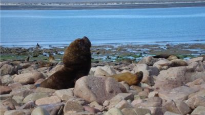 Río Negro: Cedieron tierras para el Parque Nacional Islote Lobos