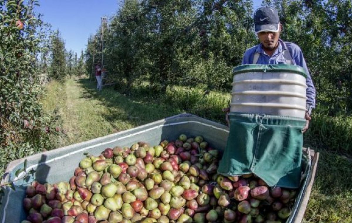 Llegan a Neuquén y Río Negro 30.000 golondrinas para la cosecha en plena pandemia