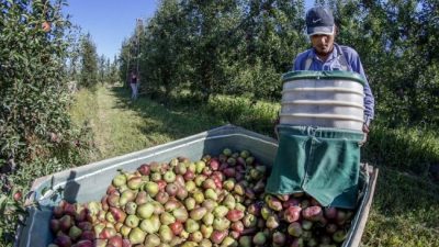 Llegan a Neuquén y Río Negro 30.000 golondrinas para la cosecha en plena pandemia