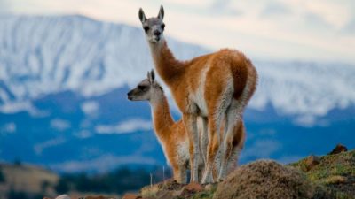 El INTI, los guanacos y la familia Benetton: insólitos gastos por más de 10 millones de pesos en el gobierno de Mauricio Macri