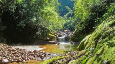 La selva de montaña más increíble de Jujuy, en el parque Calilegua