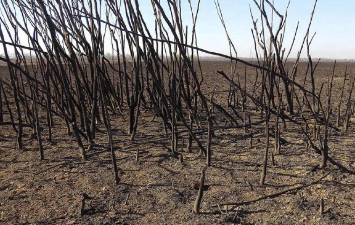 Declaran la emergencia ambiental en la zona del Delta del Río Paraná