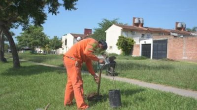 Refuerzan el pulmón verde de Lomas de Tafí con 3000 árboles