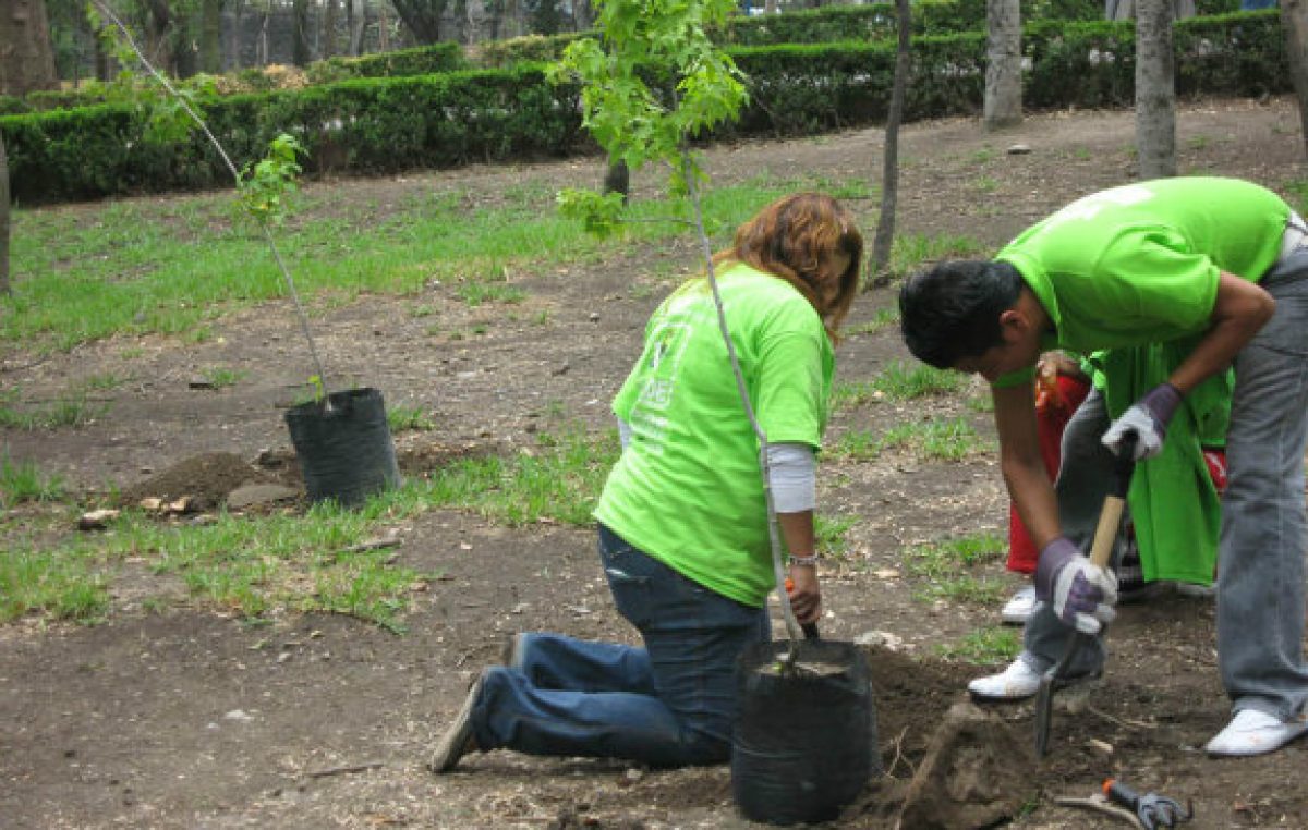 Plantaron cinco mil árboles entre 50 municipios y ONGs santafesinas