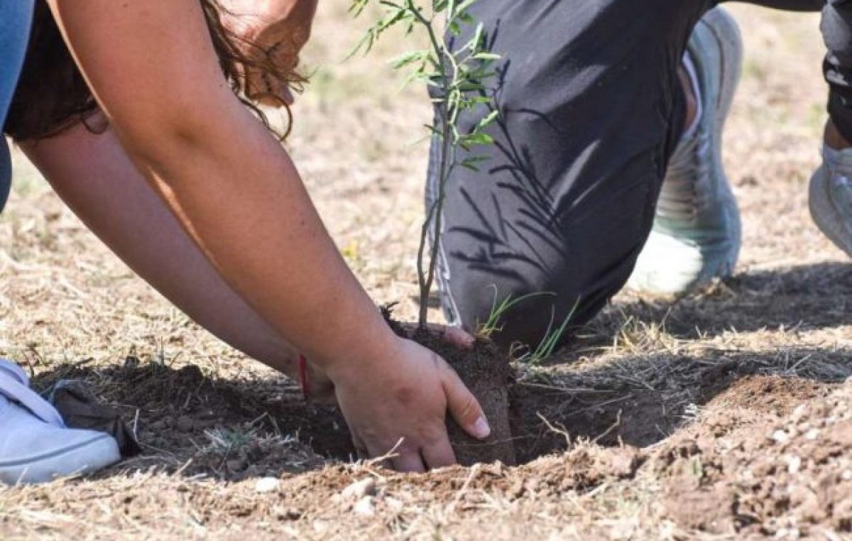 El programa Forestando Córdoba plantó más de 65 mil árboles en 2020
