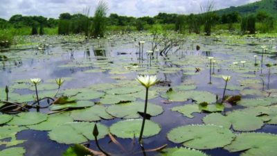 Día Mundial de los Humedales: qué son y para qué sirven