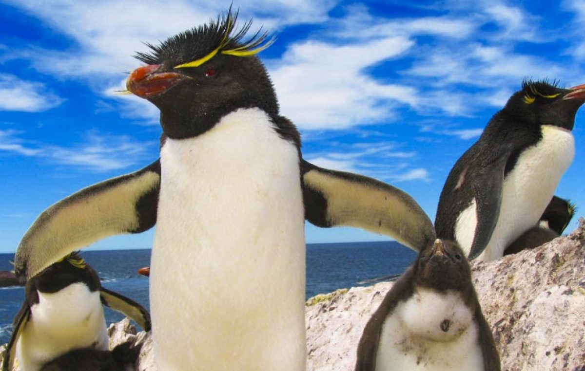 La Ruta Azul, un recorrido patagónico entre pingüinos y fauna marina