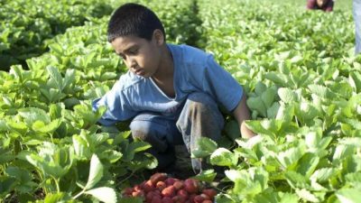 La OIT advierte que el trabajo infantil podría aumentar