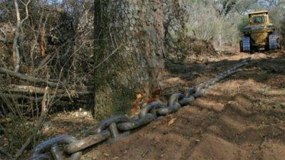 La pandemia no frenó las topadoras y en 2020 aumentó la deforestación en el norte del País