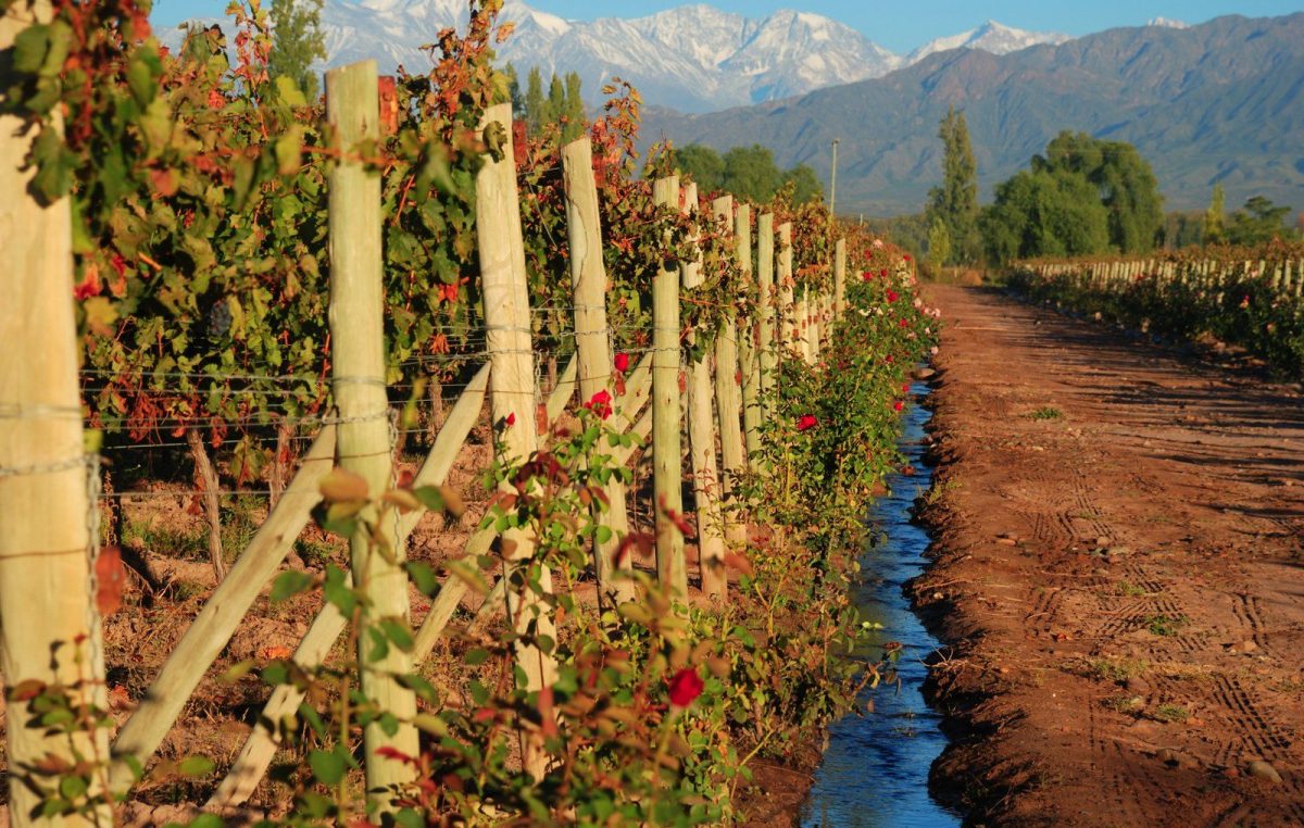 Para recorrer el país a través de sus mejores vinos