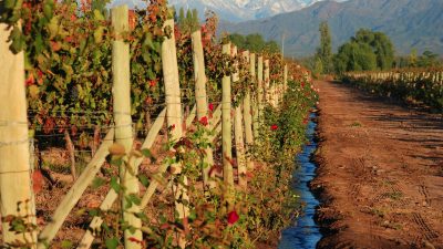 Para recorrer el país a través de sus mejores vinos