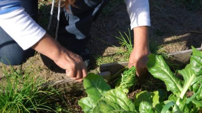 Más de 20.000 mil huertas en Patagonia Norte