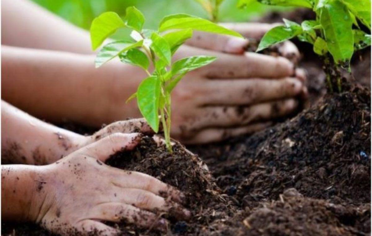 Ley de educación ambiental: cambiar paradigmas para sembrar futuro