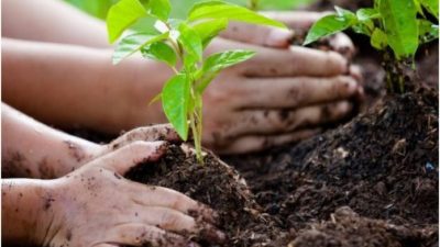 Ley de educación ambiental: cambiar paradigmas para sembrar futuro