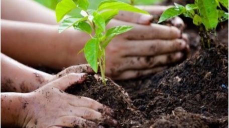Ley de educación ambiental: cambiar paradigmas para sembrar futuro