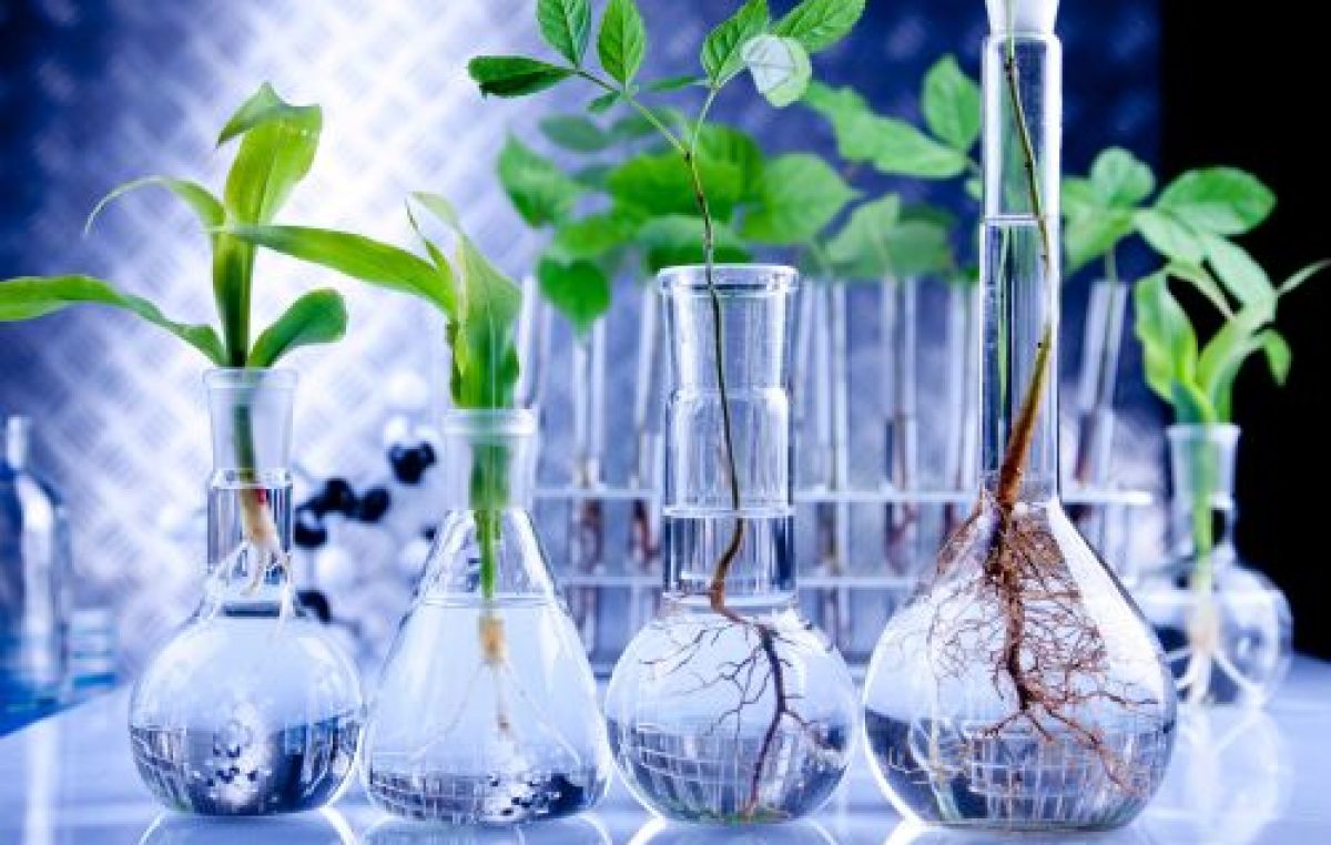 «El sector público debe ser el impulsor de la bioeconomía en las economías regionales»