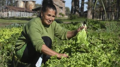SemillAR, un programa para rescatar las semillas nativas para la producción