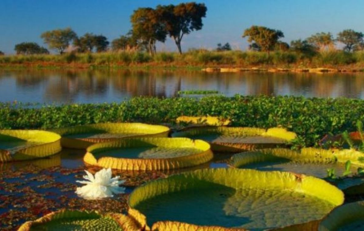 Santa Fe quiere ampliar en 40 veces el Parque Nacional que protege el Delta y las islas del Paraná
