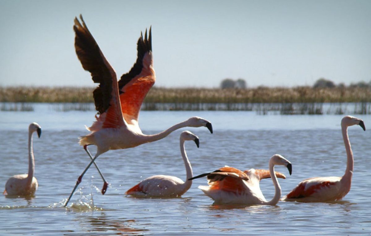 Ansenuza: el país tiene un nuevo Parque Nacional