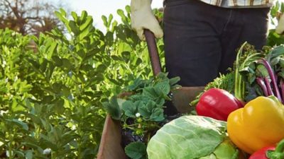 Rosario recibió un premio de 250 mil dólares por un proyecto de agricultura urbana