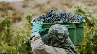 Los vinos argentinos generan más empleo y dólares por exportación que la soja