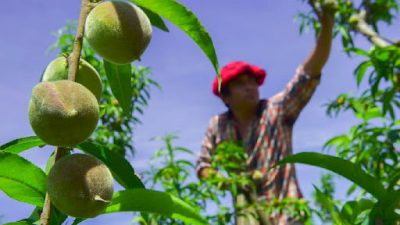 Reducen a cero las retenciones a exportaciones agroindustriales de las economías regionales