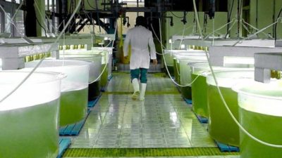 Quién es quién en biocombustibles