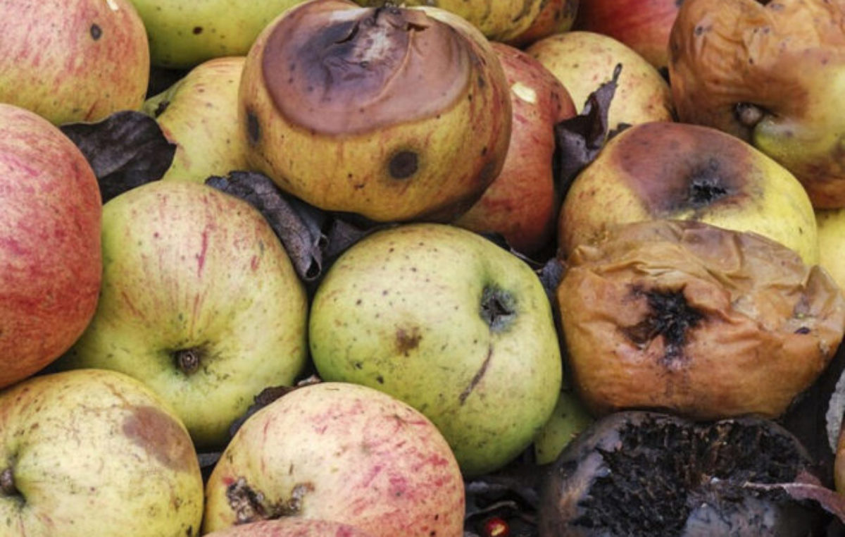 El 40% de los alimentos del mundo termina desperdiciado