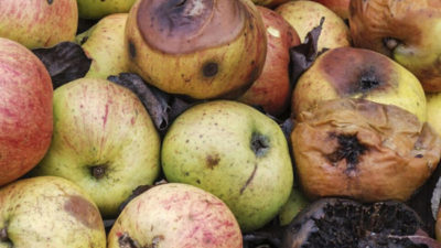 El 40% de los alimentos del mundo termina desperdiciado