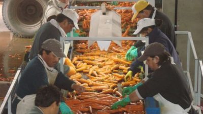 Para generar alimentos nutritivos, buscan aprovechar los descartes de la zanahoria