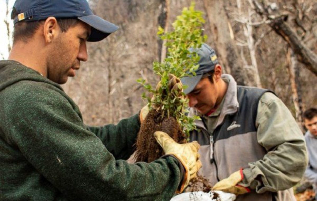 Comienza la restauración de la zona afectada por los incendios en la cordillera 