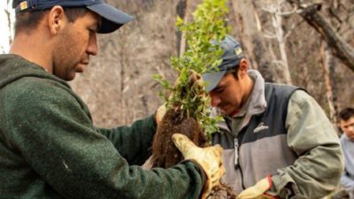Comienza la restauración de la zona afectada por los incendios en la cordillera 