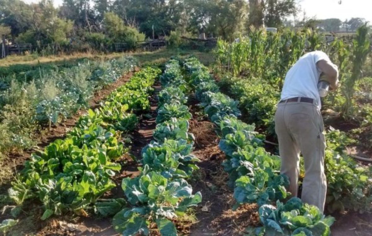 Buen vivir: presentan un proyecto para crear 10 mil huertas en todo el país