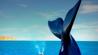 Comenzó la temporada de ballenas en Península Valdés