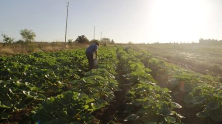El campo, el voto y las semillas